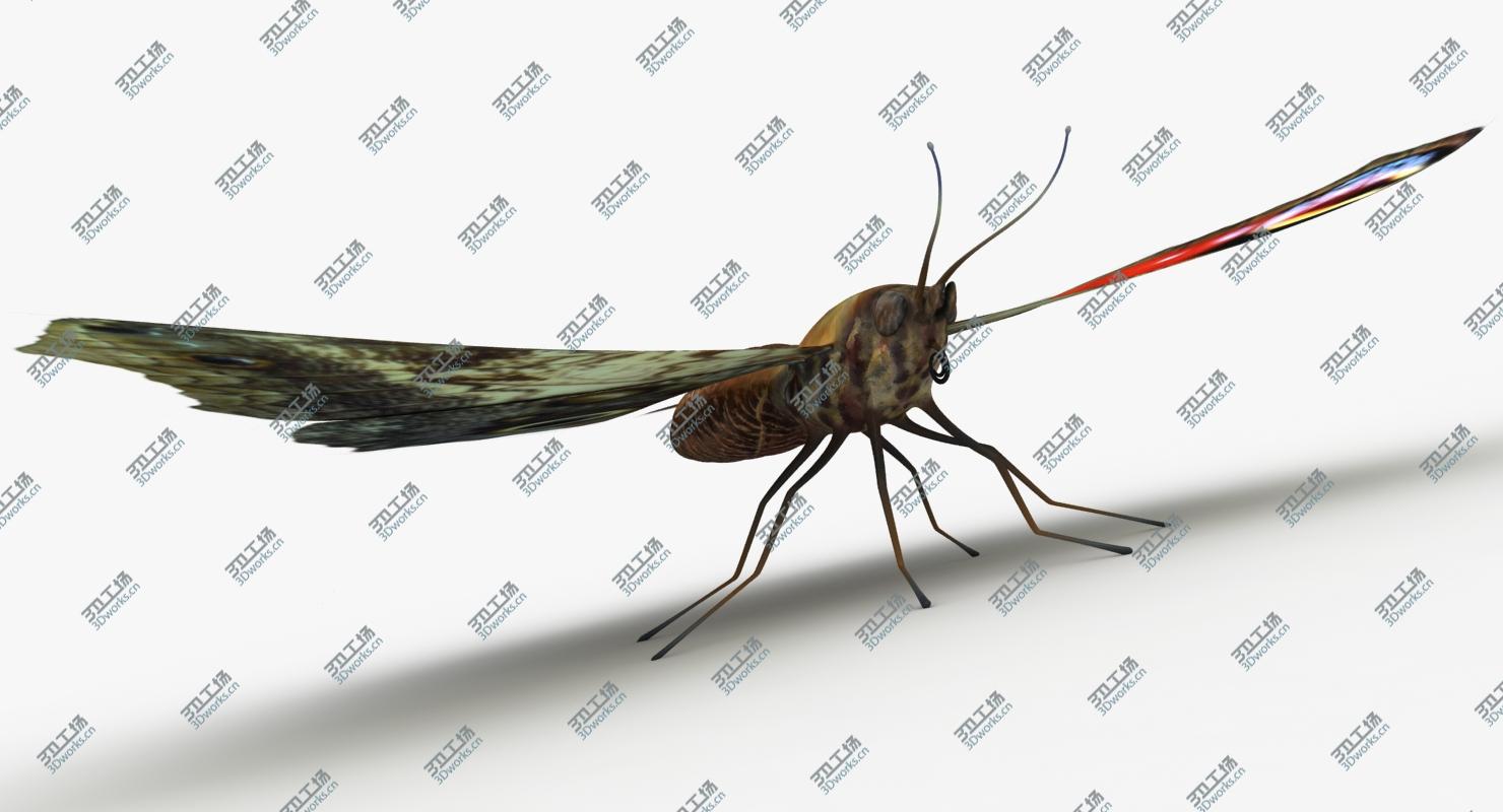 images/goods_img/2021040161/3D model Butterfly Collection/5.jpg